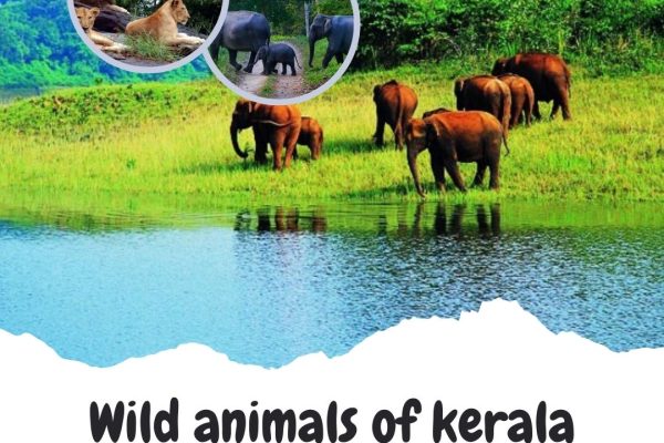 wild animals in kerala