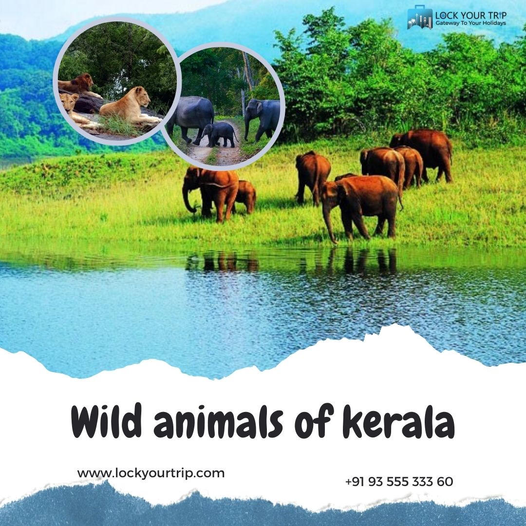 wild animals in kerala